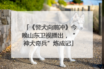 《警犬向前冲》今晚山东卫视播出，“神犬奇兵”炼成记