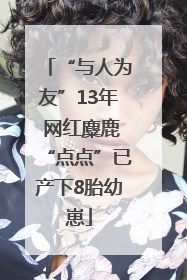 “与人为友”13年 网红麋鹿“点点”已产下8胎幼崽