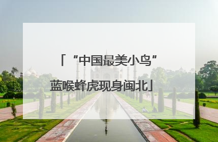 “中国最美小鸟”蓝喉蜂虎现身闽北