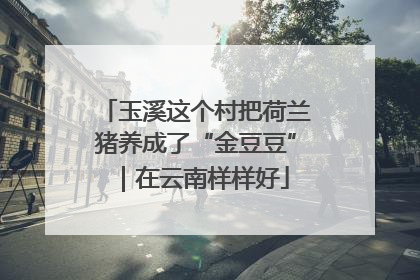 玉溪这个村把荷兰猪养成了“金豆豆”｜在云南样样好