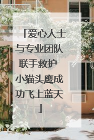 爱心人士与专业团队联手救护 小猫头鹰成功飞上蓝天
