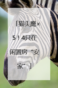 猫头鹰×5！4只在闲置房“安家”
