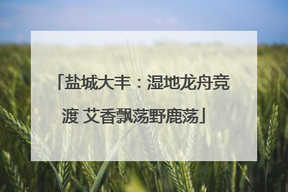 盐城大丰：湿地龙舟竞渡 艾香飘荡野鹿荡