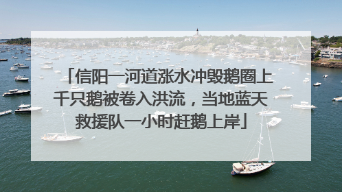 信阳一河道涨水冲毁鹅圈上千只鹅被卷入洪流，当地蓝天救援队一小时赶鹅上岸