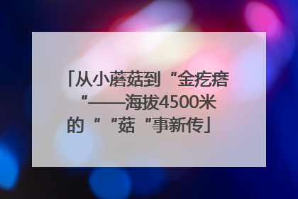 从小蘑菇到“金疙瘩“——海拔4500米的““菇“事新传
