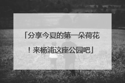 分享今夏的第一朵荷花！来杨浦这座公园吧