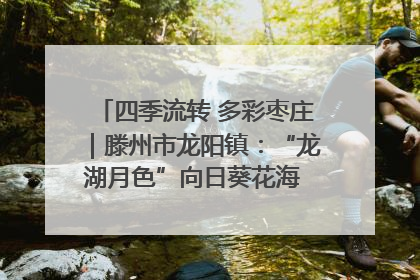 四季流转 多彩枣庄｜滕州市龙阳镇：“龙湖月色”向日葵花海 绘就乡村振兴新画卷