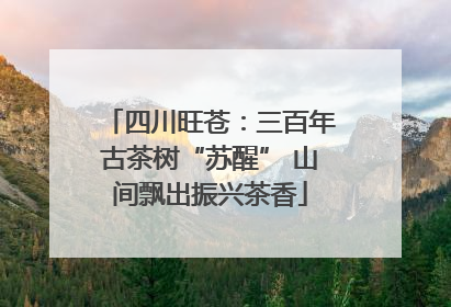 四川旺苍：三百年古茶树“苏醒” 山间飘出振兴茶香