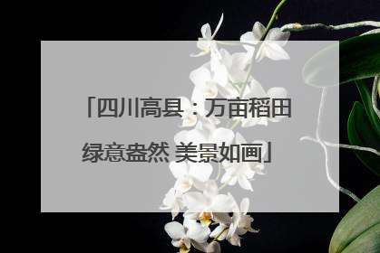 四川高县：万亩稻田绿意盎然 美景如画