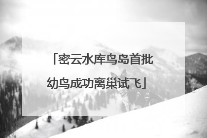 密云水库鸟岛首批幼鸟成功离巢试飞