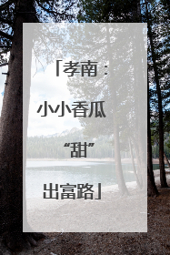 孝南：小小香瓜 “甜”出富路