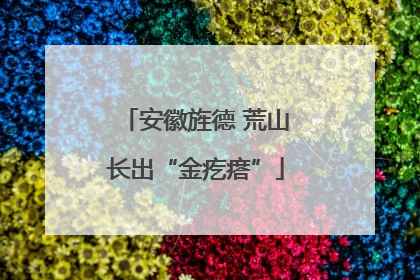安徽旌德 荒山长出“金疙瘩”