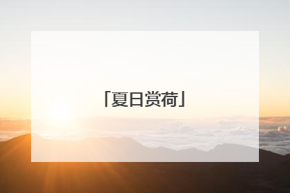 夏日赏荷