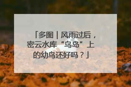 多图｜风雨过后，密云水库“鸟岛”上的幼鸟还好吗？