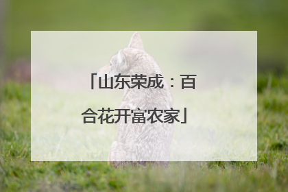 山东荣成：百合花开富农家