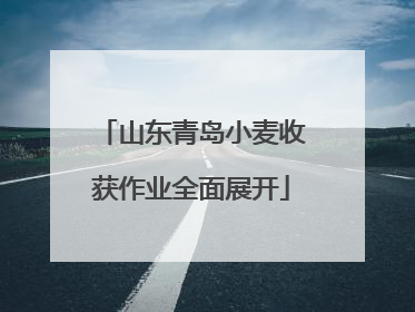 山东青岛小麦收获作业全面展开