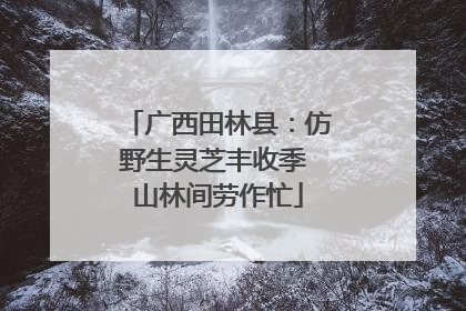 广西田林县：仿野生灵芝丰收季 山林间劳作忙