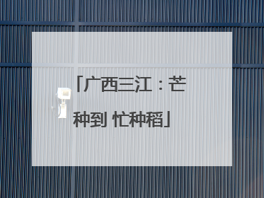 广西三江：芒种到 忙种稻