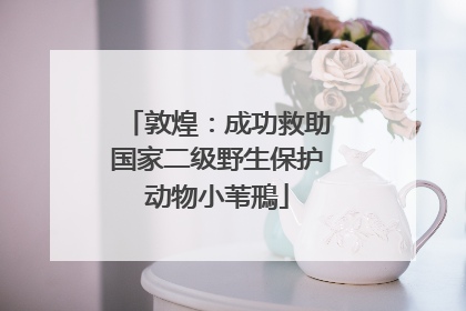 敦煌：成功救助国家二级野生保护动物小苇鳽