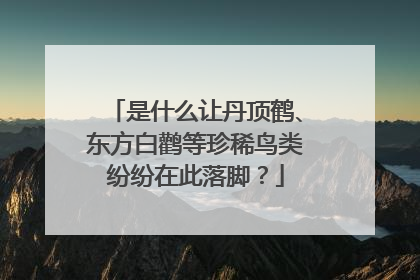 是什么让丹顶鹤、东方白鹳等珍稀鸟类纷纷在此落脚？