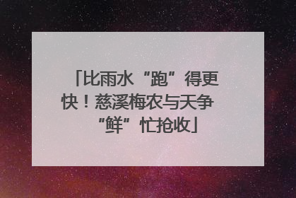 比雨水“跑”得更快！慈溪梅农与天争“鲜”忙抢收