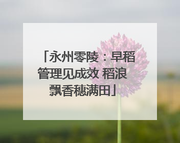 永州零陵：早稻管理见成效 稻浪飘香穗满田