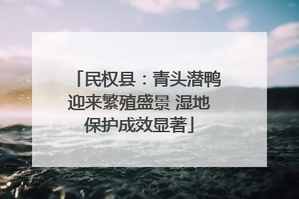 民权县：青头潜鸭迎来繁殖盛景 湿地保护成效显著
