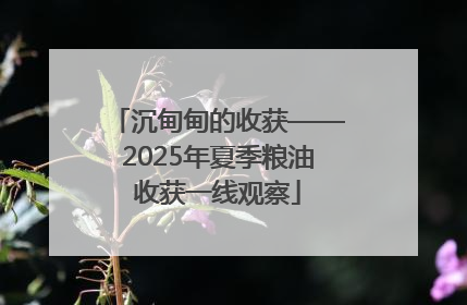 沉甸甸的收获——2025年夏季粮油收获一线观察