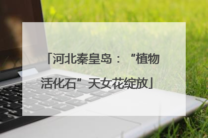 河北秦皇岛：“植物活化石”天女花绽放