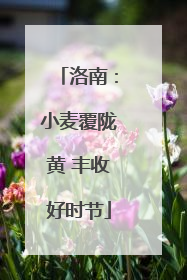 洛南：小麦覆陇黄 丰收好时节