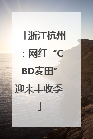 浙江杭州：网红“CBD麦田”迎来丰收季