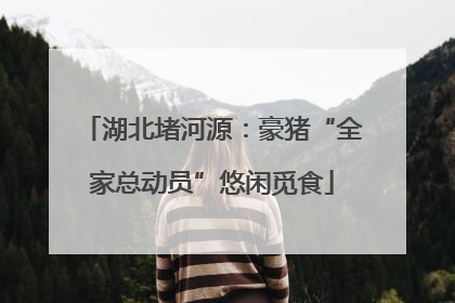 湖北堵河源：豪猪“全家总动员”悠闲觅食