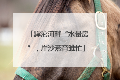 滹沱河畔“水景房”，崖沙燕育雏忙