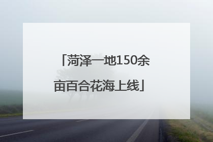 菏泽一地150余亩百合花海上线