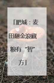 肥城：麦田翻金浪藏粮有“智”方