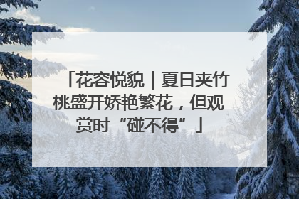 花容悦貌｜夏日夹竹桃盛开娇艳繁花，但观赏时“碰不得”