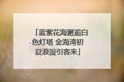 蓝紫花海邂逅白色灯塔 金海湾初夏浪漫引客来