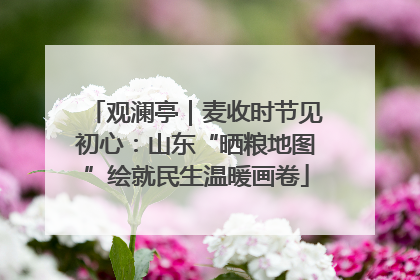 观澜亭｜麦收时节见初心：山东“晒粮地图”绘就民生温暖画卷