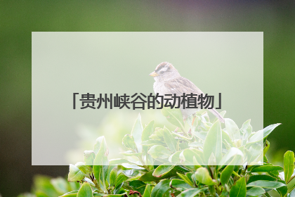 贵州峡谷的动植物