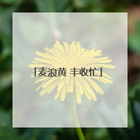麦浪黄 丰收忙