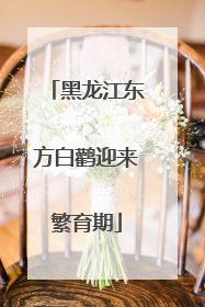 黑龙江东方白鹳迎来繁育期